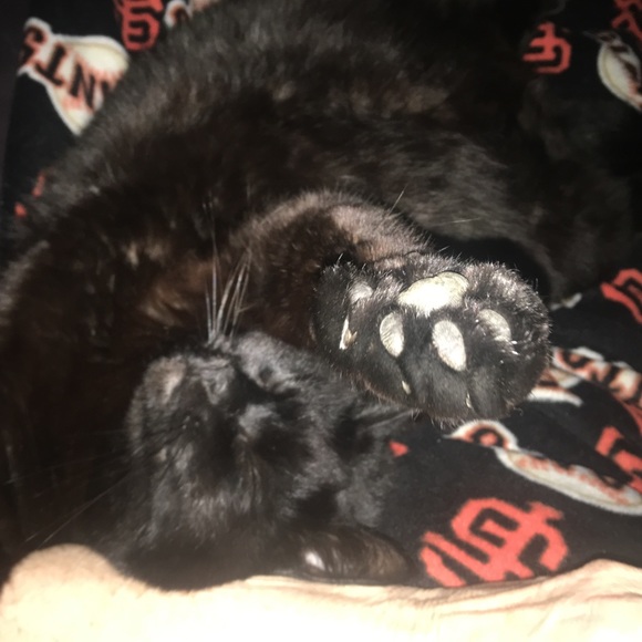 Meet your Posher, Edgar - Picture 3 of 8